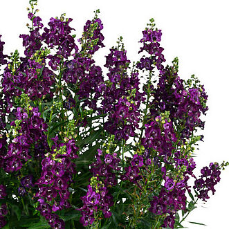 Alonia Big Grape