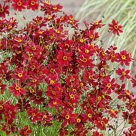 Ruby Red