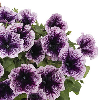 Sweetunia™ Blackberry Gem