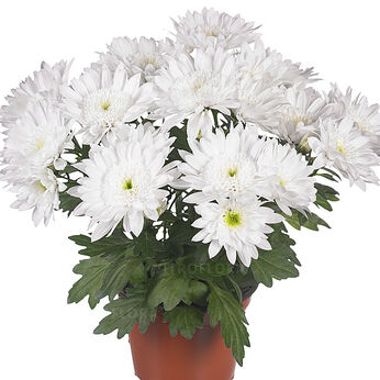 Splash Pure White