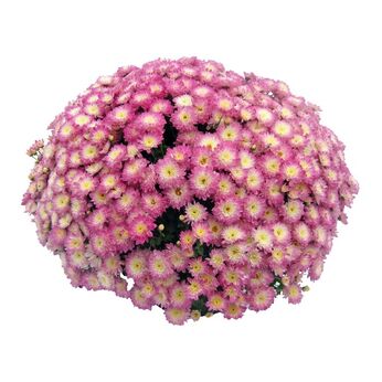 Shore Appleblossom
