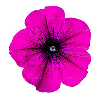Tea Upright Neon Pink