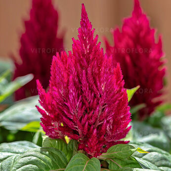 Kimono Cherry Red