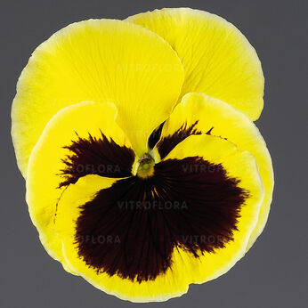 Inspire® Lemon Blotch
