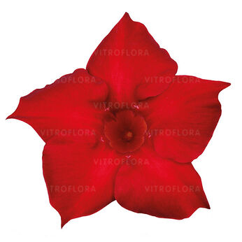Sundaville® Classic Red