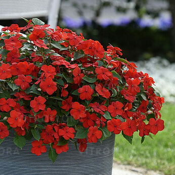 Beacon Bright Red