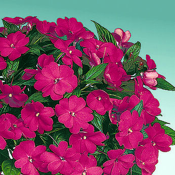 Harmony Dark Red