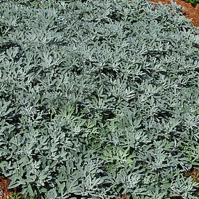 Silver Brocade