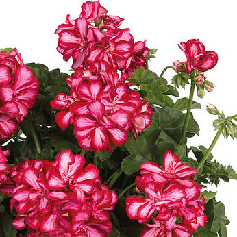 SunLollies Bicolour True Dark Red