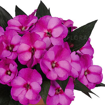 Petticoat Purple Star