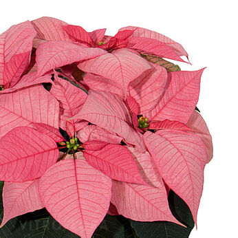 Christmas Glory Pink