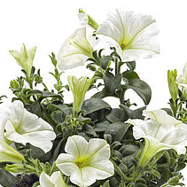 Tea White