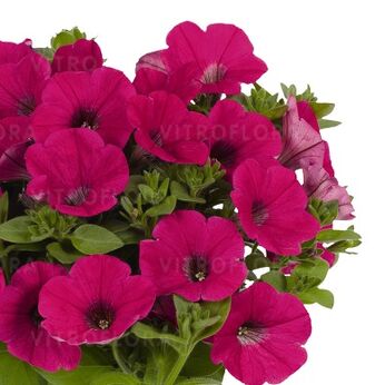 Potunia™ Piccola Hot Pink