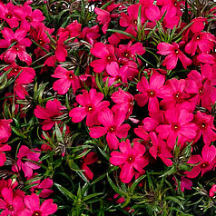 Spring® Mystic Magenta