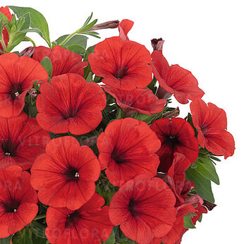 Sweetunia™ Red 2026