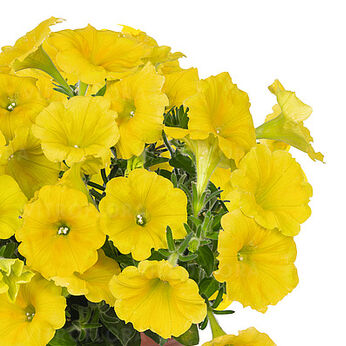 Potunia™ Canary Yellow 2025