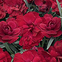 Paddock Red