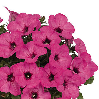 Sweetunia™ Pinkalicious