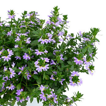 Blessing Bicolor Lavender