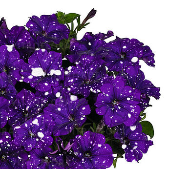 Sweetunia™ Sparkling Blue (Surprise)