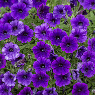 Bubbles Violet Blue