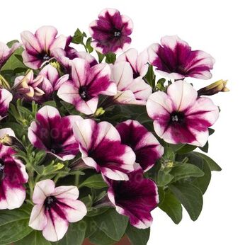 Sweetunia™ Purple Touch