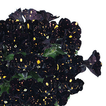 Sweetunia™ Sparkling Night
