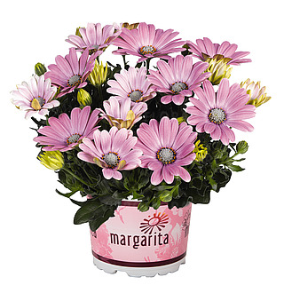 Margarita Soft Pink Imp.