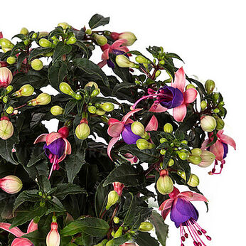 Bella Fuchsia® Mariska
