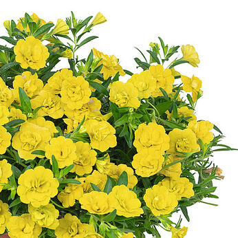Aloha Double Yellow