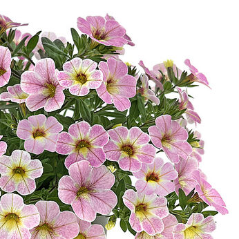 Oasis Rosy Maple