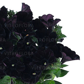 Sweetunia™ Black Cowboy