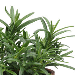 Rosmarinus officinalis