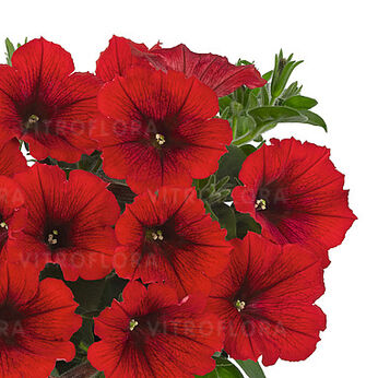 Sweetunia™ Red 2024 (Potunia™ Plus)