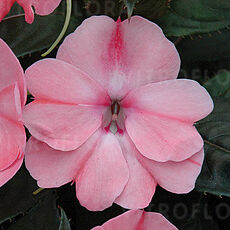 SunPatiens® Blush Pink