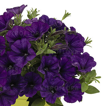 Potunia™ Piccola Cobalt Blue