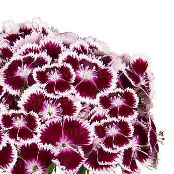 Barberatus Fancy Burgundy