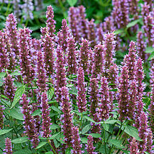 Beelicious® Purple