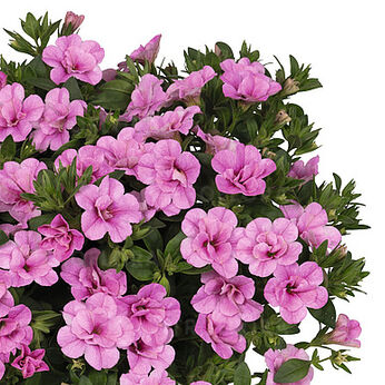 Aloha Double Soft Pink