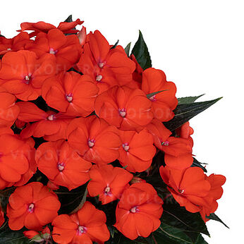 Petticoat Orange