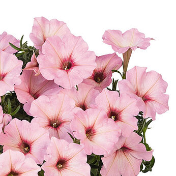 Potunia™ Bubblegum