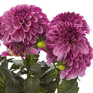 Labella® Grande Dark Pink