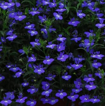 Regatta Midnight Blue