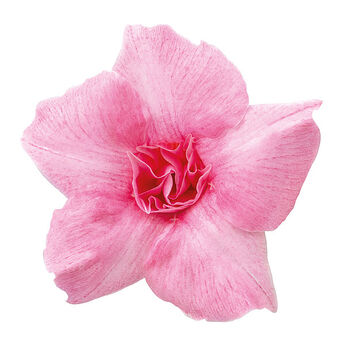 Sundaville® Double Blush Pink