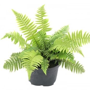Dryopteris kuratae