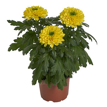 Nova Yellow