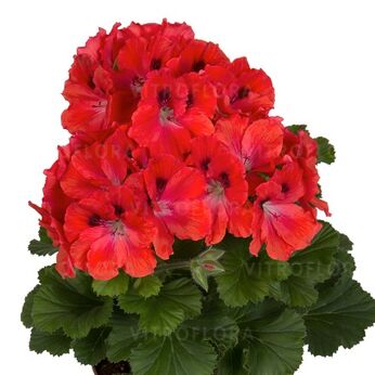 Elegance Coral Sunset