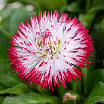 Habanera White with Red Tips