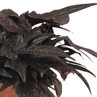 FloraMia Black