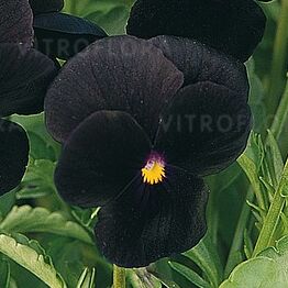 Cornet Black